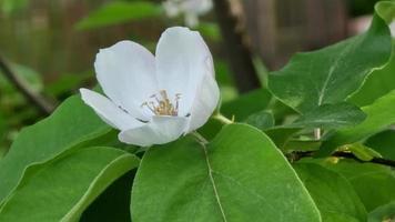 floreciente hermoso primer plano de flor de membrillo en el jardín en una rama con hojas. video