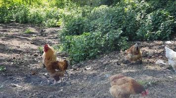 kippen en haan krabben Aan landelijk voedsel afval. video