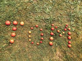 letras de tomate. palabra hecha de verduras. las letras t, o y m, la palabra tom están bordeadas con tomates redondos rojos y amarillos. contra el fondo de la hierba. ensalada de vitaminas, comida saludable foto