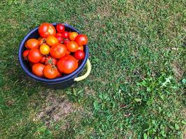 tomatoes are in a blue bucket with a white handle. round and juicy, red vegetables harvested from the greenhouse. vitamin salad, delicious lunch, proper nutrition, preparations for the winter photo