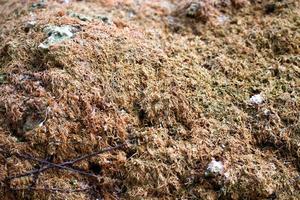 Dry moss texture on stone photo