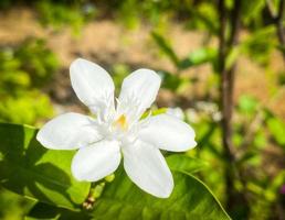 Five-petaled white jasmine flowers are blooming,white color,small five petals with yellow pollen photo