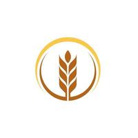 Agriculture wheat vector