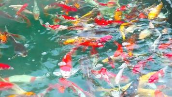 coloridos peces koi o carpas nadando para encontrar comida en el estanque