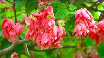 mussaenda Alicia eller dona luz eller dona Alicia är ljus rosa blomma på de grön trädgård video