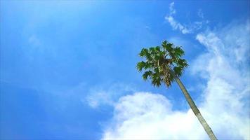 kokosnoot boom en hoop mooi wit wolk Doorzichtig blauw lucht reusachtig rollend in de regenachtig seizoen tijd vervallen video