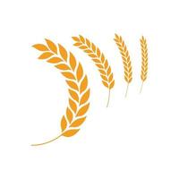 Agriculture wheat vector