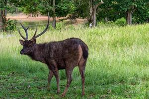 The male brown deer is beautiful the horn is in the forest park. photo