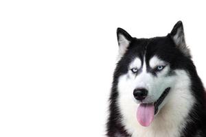 Portrait of siberian Husky dog isolated on white background photo