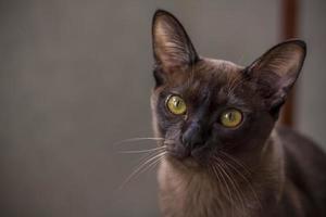 Burmese cat close-up at home. Portrait of a young beautiful brown cat. photo