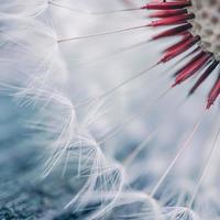 beautiful dandelion flower in springtime, white background photo