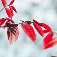 red tree leaves in autumn season photo