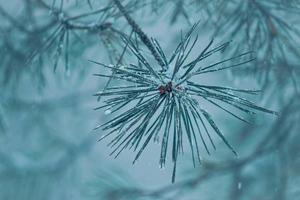 snow on the pine tree leaves in wintertime, christmas time. photo