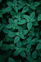 green plant leaves in springtime, green background