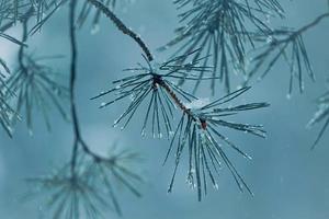 snow on the pine tree leaves in wintertime, christmas time. photo