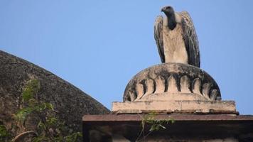 Indian Vulture or long billed vulture or Gyps indicus close up or portrait at Royal Cenotaphs Chhatris of Orchha, Madhya Pradesh, India, Orchha the lost city of India video