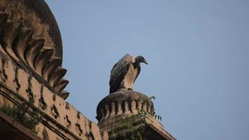 Indian Vulture or long billed vulture or Gyps indicus close up or portrait at Royal Cenotaphs Chhatris of Orchha, Madhya Pradesh, India, Orchha the lost city of India video