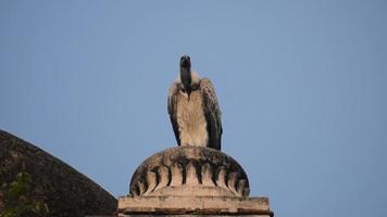 Indian Vulture or long billed vulture or Gyps indicus close up or portrait at Royal Cenotaphs Chhatris of Orchha, Madhya Pradesh, India, Orchha the lost city of India video