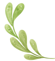 feuille verte aquarelle png