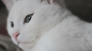 chat blanc qui joue video