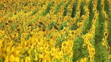 bellissimo scena di girasole campo video