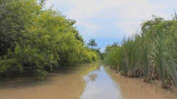 Traveling shot of Everglades National Park taken from a boat. video