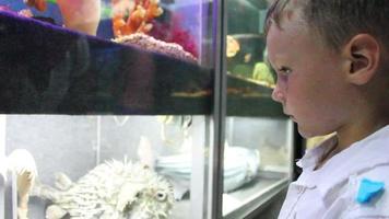 jongen looks aquarium video