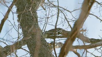 pájaro carpintero en el árbol video