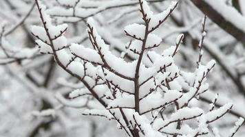 árboles en la nieve video