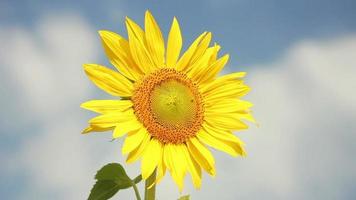 Sonnenblumenfelder an einem sonnigen Tag video