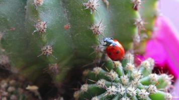 coccinella su un' cactus video