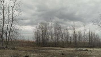 Birds Fly From Trees In Cloudy, Overcast Barren Wasteland video