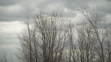karg träd och fåglar i en mulen, molnig karg ödemark video