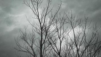 arbres dénudés, branches devant un ciel gris, nuageux et couvert video