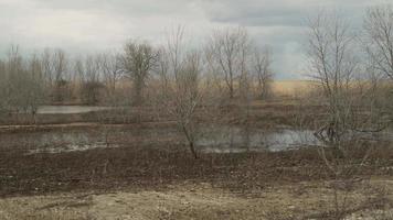 Trees, Pond, Wilderness, Barren Trees, Wasteland, Overcast video
