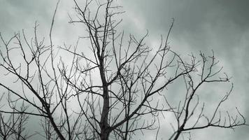 árvore estéril, galhos, nublado, cinza, nuvens, chuva video