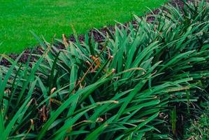 Photo of leaves in the garden