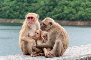 los padres monos, las madres monos y los monos bebés viven juntos como una familia. foto