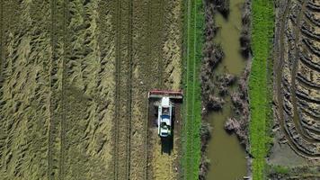 vista aérea de drones de la cosecha del arroz por máquina en un vasto campo con un río al lado. agricultura industrial reserva natural del estuario del tajo en lisboa, portugal. arroz nativo de portugal.