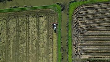 vue aérienne par drone de la récolte du riz à la machine sur un vaste champ avec une rivière à côté. l'agriculture industrielle. réserve naturelle de l'estuaire du tage à lisbonne, portugal. riz indigène du portugal. video
