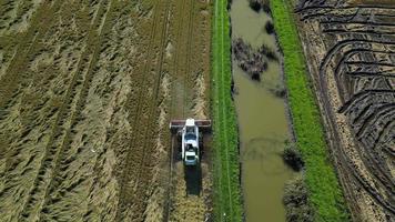 vue aérienne par drone de la récolte du riz à la machine sur un vaste champ avec une rivière à côté. l'agriculture industrielle. réserve naturelle de l'estuaire du tage à lisbonne, portugal. riz indigène du portugal. video