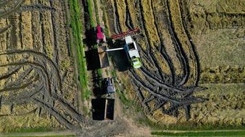 aereo fuco Visualizza di raccolta di il riso di macchina su un' vasto campo.. industriale agricoltura. tagus estuario naturale Riserva nel Lisbona, Portogallo. nativo riso di Portogallo. video