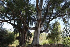 Dense eucalyptus forest in northern Israel photo