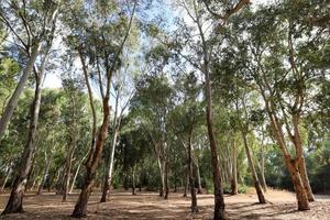 denso bosque de eucaliptos en el norte de israel foto