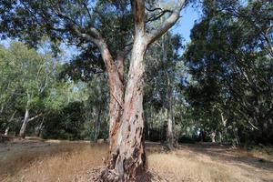 denso bosque de eucaliptos en el norte de israel foto