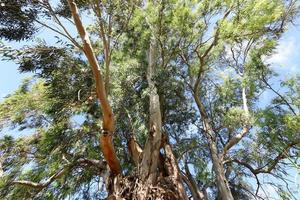 denso bosque de eucaliptos en el norte de israel foto