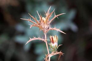 Thorny plants and flowers in a forest clearing. photo