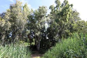 Dense eucalyptus forest in northern Israel photo