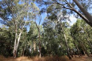 denso bosque de eucaliptos en el norte de israel foto