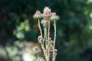 Thorny plants and flowers in a forest clearing. photo